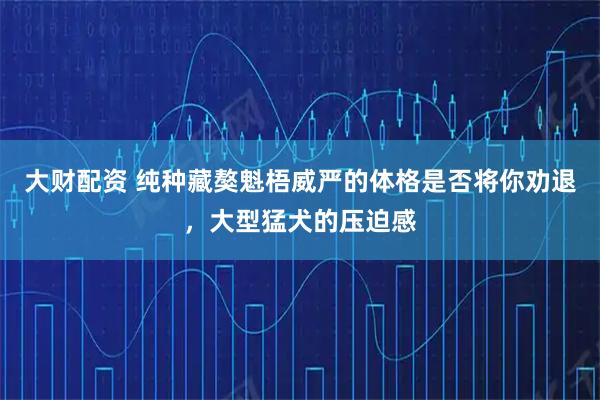 大财配资 纯种藏獒魁梧威严的体格是否将你劝退，大型猛犬的压迫感